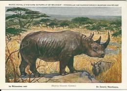 Le RHINOCÉROS NOIR  ZWARTE NEUSHOORN Musée Royal D'histoire Naturelle De Belgique Num.25 (signé L. Henderyckx) - Rhinocéros