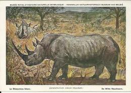 Le RHINOCÉROS BLANC De WITTE NEUSHOORN Musée Royal D'histoire Naturelle De Belgique Num.24 (signé L. Henderyckx) - Rhinozeros