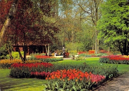 Lisse - Keukenfof (parc Floral) - Lisse