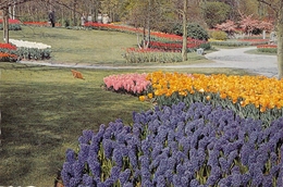 Lisse - Keukenfof (parc Floral) - Lisse