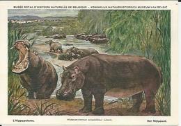 L’HIPPOPOTAME Het NIJLPAARD  Musée Royal D'histoire Naturelle De Belgique Num.27 (signé L. Henderyckx) - Hippopotamuses