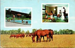 Florida Ocala Sheraton Country Inn 1980 - Ocala