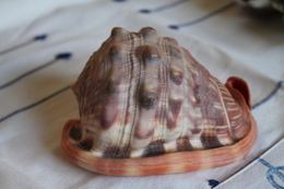 Coquillage Africain - Seashells & Snail-shells