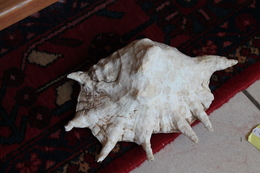 Gros Coquillage D'AFRIQUE - Seashells & Snail-shells