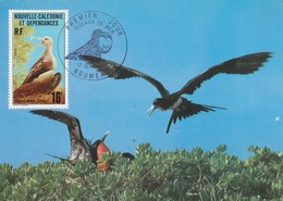 Carte Maximum - Oiseaux - Nouvelle Calédonie - Fregata Minor 1977 - Maximumkaarten