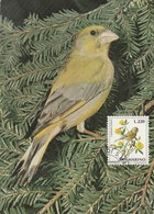 Carte Maximum - Oiseaux - San Marino - Carduelis Chloris - Sparrows
