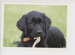 Roncq (wasquehal) Centre Paul Corteville : Chiens Guides D'aveugles Jeune Labrador Noir (cp Vierge) - Honden