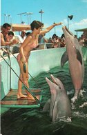 PERFORMING PORPOISES-DELFINI - Dauphins