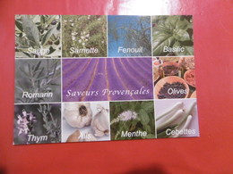 Plantes - Sauge, Sarriette, Fenouil, Basilic, Romarin, Olives, Thym, Ails, Menthes, Cebettes - Plantes Médicinales