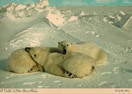 ALASKAN POLAR BEAR - Ours