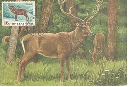 CARTE MAXIMUM  CERF 1958 - Storia Postale