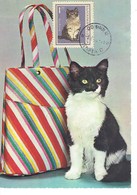 CARTE MAXIMUM  CHATS 1967 - Storia Postale