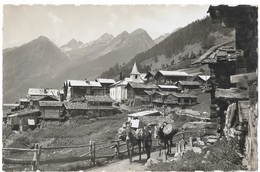 WILER Lötschental: Maulesel-Transport Am Dorfeingang 1940 - Wiler