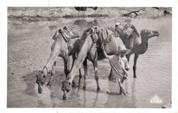 ALGERIE - BOU SAADA / CHAMEAUX DANS L'OUED - M'Sila