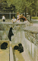 Québec City Zoo - Jardin Zoologique - Black Bear - Ours - Animal - Unused - 2 Scans - Ours