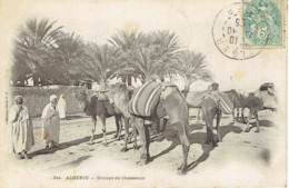 Algerie Biskra Groupe De Chameaux 1905 N°244 - Biskra