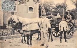 Luchon Superbagnères         31       Attelage De Bœufs             (Voir Scan) - Luchon