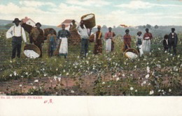 'Cotton Pickers' Black Americana Theme, African-Americans In The South, Agriculture, C1900s Vintage Postcard - Black Americana