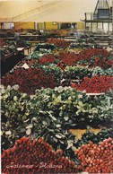 AALSMEER. Marché Aux Fleurs (intérieur De La Salle  De Vente Aux Enchères) - Aalsmeer