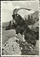 Ziege EIN STOLZER BOCK In Den Bündnerbergen Foto A. Schiess Churwalden - Churwalden