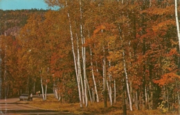 The Brilliance Of Nature Along The Kancamagus Highway - White Mountains - N.H. - White Mountains