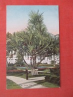 Screw Pine Gardens Royal Poinciana  Florida > Palm Beach Ref 4033 - Palm Beach