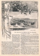 474 Riviera San Remo Sanremo Nizza Artikel Mit 8 Bildern 1887 !! - Prints