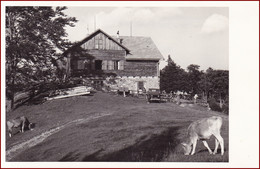 Schwarzwaldeckhaus * Berghütte, Kleinzell, Kuh, Tiere, Alpen * Österreich * AK1244 - Lilienfeld