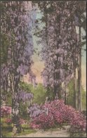 Wisteria, Summerville, South Carolina, C.1910s - Guerin's Pharmacy Postcard - Summerville