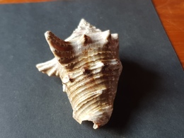 COLOMBIA 75mm. - Seashells & Snail-shells