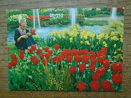 Pays-bas , Tulipshow , Frans Roozen , Vogelenzang , Holland - Bloemendaal