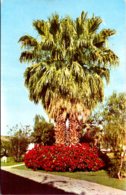California Palm Springs Poinsettias At Ingleside Inn - Palm Springs