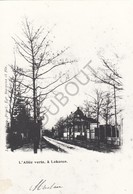 Postkaart/Carte Postale LOKEREN - Allée Verte- Repro (B149) - Lokeren