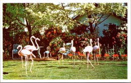 Oregon Portland Flamingos In Lambert Gardens - Portland