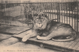 Rare CPA Marseille Le Lion Du Jardin Zoologique - Lions