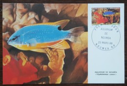 Nouvelle-Calédonie - CM 1988 - YT N°552 - Faune Marine / Aquarium De Nouméa - Cartes-maximum