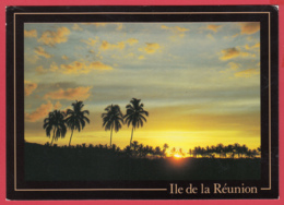 ST-PAUL De La RÉUNION - Allée Des Cocotiers* Photo R. Benard *SUP* 2 Scans - Saint Paul