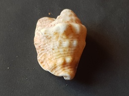 COLOMBIA 50mm. - Seashells & Snail-shells
