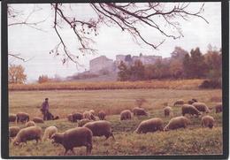 CPSM Vaucluse 84 Caseleuve Moutons Non Circulé - Sonstige & Ohne Zuordnung