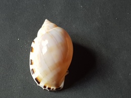 FILIPPINE 45mm. - Seashells & Snail-shells