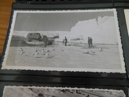 PHOTO ANTARTIQUE AN 50 - TAAF : French Southern And Antarctic Lands