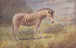 Animaux - Zèbre - Illustrateur - Zebra's