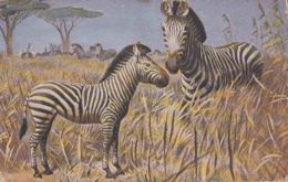 Animaux - Zèbre - Mère Et Petit - Illustrateur - Zebras