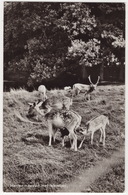 Herten Moeder Met Kleintjes - ('Koos Vorrink-huis', Lage Vuursche)  - Holland - Baarn