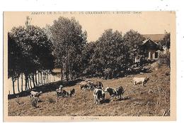 38  - CPA  De  ABBAYE De N.D. Du S.C.  De  CHAMBARAND à  ROYBON  -  Le  Troupeau  De  Vaches - Roybon
