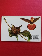 Serie Beija Flores 20 Units - Songbirds & Tree Dwellers