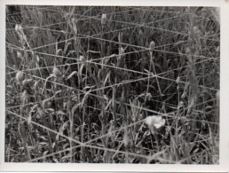 Photo Hollande(nederland) Années 50 Format 9/12  Culture De Fleurs. - Orte