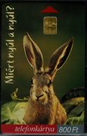 HUNGARY 2002 PHONRCARD RABBITS USED VF!! - Rabbits