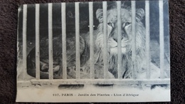 CPA PARIS JARDIN DES PLANTES ZOO LION D AFRIQUE D  ED MOREAU 237 - Lions