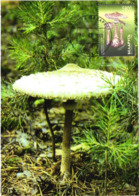 Belarus:Maxi Card, Mushrooms, Macrolepiota Procera, 1999 - Mushrooms